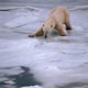 Polar Bear on thin ice