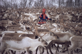Sami herder, Aslak, with his reindeer herd. Kautokeino, Sapmi. North Norway. 1985