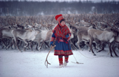 Sami woman reindeer herder, Berit Logje with cast antler at round-up near Kautokeino. Northern Norway. 1985