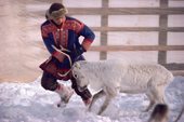 Young Sami Nils Peter checks a reindeer before the migration. Kautokeino. Sapmi. North Norway. 1985