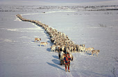 Reindeer herder, Johan Henrik, on skis leads his herd on the spring migration Kautokeino, N.Norway. 1985