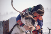 Sami herder, Johan Henrik, harnesses a reindeer to pull a sled on the migration. North Norway. 1985