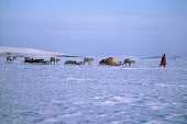 A Sami herder leads a train of reindeer sleds across the tundra on spring migration. Finnmark, Norway. 1985