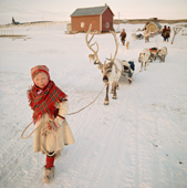 Young Saami girl, Inga-Anna, leads sled Reindeer at the start of the Spring migration. Kautokeino. Norway. 1972