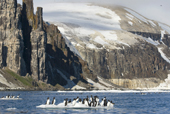 Brunnichs Guillemots, looking like penguins on an ice floe in Hinlopen Strait under Alkefjellet Bird Cliff. Spitsbergen