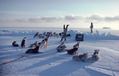 Exuberant Inuk does a handstand on sea ice, after a successful hunt. Northwest Greenland. 1980