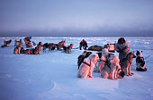 Inuit hunters untangling the traces of their huskies whilst out polar bear hunting. N.W. Greenland. 1980