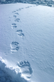 Polar Bear tracks in snow, on the sea ice of Melville Bay. Northwest Greenland. 1980