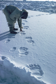 Fur dressed Inuit hunter checks Polar bear tracks on sea ice in Melville Bay. N. Greenland. 1980