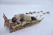 Fur dressed Inuit hunter, Mamarut, rests on his sled, whilst on a hunting trip. N.W.Greenland. 1980
