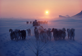 Inuit hunters and dog sleds, returning home at sunset, after hunting trip. Cape York, N.W. Greenland. 1980