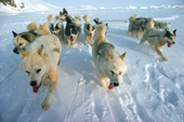 A team of huskies, in fan formation, pulling a dog sled over frozen sea ice. Northwest Greenland. 1980