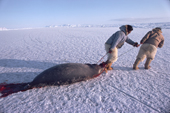 Inuit hunters on sea ice, hauling a bearded seal they have caught at its breathing hole. Northwest Greenland. 1980