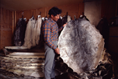 Inuit storekeeper Ajako Henson, with traded fox and seal skins.NW Greenland. 1980