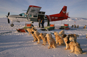 Huskies wait to haul supplies from a Cessna Caravan plane near Savissivik. N.W. Greenland. 1996