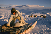 Inuit hunter, Jerimias Petersen, loads a dead seal onto his sled near Savissivik. N.W. Greenland. 1996
