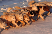Huskies hauling a heavy sled up a hill on Meteorite Island.Savissivik, N.W. Greenland. 1996