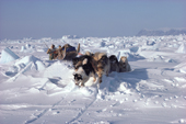 An Inuit hunter, Jens Danielsen, travelling by dog sled over rough pressure ice. N.W.Greenland. 1986