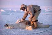 In Inuit hunter, Ituko, skinning a polar bear he has just killed. N.W. Greenland. 1986