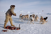 An Inuit hunter, Ituko, feeds raw seal meat to his dogs. N.W. Greenland. 1986