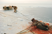Dogs are used to haul a 1000lb walrus onto the sea ice. North Greenland. 1977