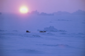 A lone dog sled makes its way over sea ice during a cold winter day in low sunlight. Qaanaaq. NW Greenland. 1977
