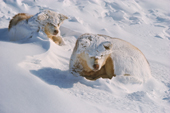 Snow covered huskies wake after a storm. They curl up and sleep as snow covers them. Northwest Greenland. 1977
