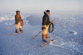 Peter and Putdlak, Inuit hunters, wait on thin new sea ice for a walrus to surface near them. Pitoraavik, Siorapaluk. N.W.Greenland. (1977)