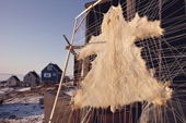 Polar bear skin stretched out to dry outside a house. Savissivik, N.W. Greenland. 1991