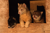 Young husky puppies in their kennel.Thule, Northwest Greenland. 1998