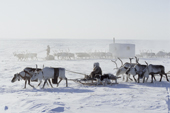 Dolgan reindeer herders travelling across tundra during the winter. Taymyr, Northern Siberia, Russia. 2004