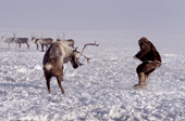 A Dolgan herder struggles with a draft reindeer he has just lassoed during a round up on the tundra. Taymyr, Northern Siberia, Russia. 2004