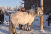 A Yakut herder combs ice from a horse in winter at Korban. Yakutia, Siberia, Russia. 1999