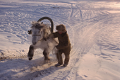 A Yakut horse struggles to haul a sled of ice up a slope in winter at Korban. Yakutia, Siberia, Russia. 1999