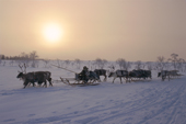 A Khanty woman travelling by reindeer sled at Sunset near Numto. Khanty Mansisyk, Siberia, Russia. 2000