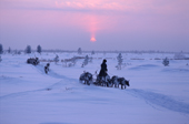 Driving reindeer across tundra at sunset. Khanty Mansiysk, Western Siberia, Russia. 2000