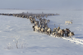 Herders and their reindeer travelling across the tundra in Khanty Mansiysk, W. Siberia, Russia. 2000