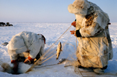 Tundra Nenets reindeer herders check a fish net set under ice on a lake. Gydan Peninsula, W.Siberia, Russia. 2000