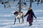 Sveta Pyak, a Khanty woman, leading one of her family's draught reindeer in the corral at their homestead near Numto. Khanty Mansiysk, Northwest Siberia, Russia