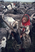 Rosa Khudi, a Nenets woman harnesses draught reindeer in a corral at their summer pastures. Yamal. Siberia. Russia.
