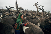 Ina Yaptik, a Nenets girl selects draught reindeer from a corral for pulling sleds. Yamal. Siberia. Russia