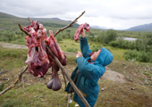 Piotr Tayshen, a Khanty boy, hangs reindeer meat up to dry at a herders' camp in the Polar Ural Mountains. Yamal, W. Siberia, Russia.