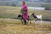 Kristina Neyva, a Khanty woman, leading two reindeer calves at their summer pastures in the Polar Ural Mountains. Yamal, Western Siberia, Russia