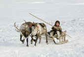 Paedavyaku, a five year old Nenets boy, drives a reindeer sled near his family's winter camp in the Yamal. Western Siberia, Russia