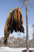 Sable skins hanging up outside at a Selkup hunter's winter camp near Ratta. Krasnoselkup, Yamal, Western Siberia, Russia. (2012)