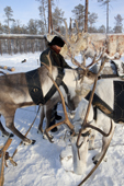 Yura, a Selkup hunter, harnesses his draft reindeer before going to check his traps in the forest. Ratta, Krasnoselkup, Yamal, Western Siberia. Russia. (2012)