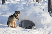 At a Selkup hunter's winter camp in the forest, a Laika dog has an 'igloo' for shelter. Ratta, Krasnoselkup, Yamal, Western Siberia, Russia. (2012)