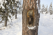 A face carved into a larch tree. This is a traditional way that the Khanty mark routes through the forest. Shuryshkarsky Region, Yamal, NW Siberia, Russia